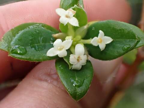 Image of Pimelea latifolia R. Br.