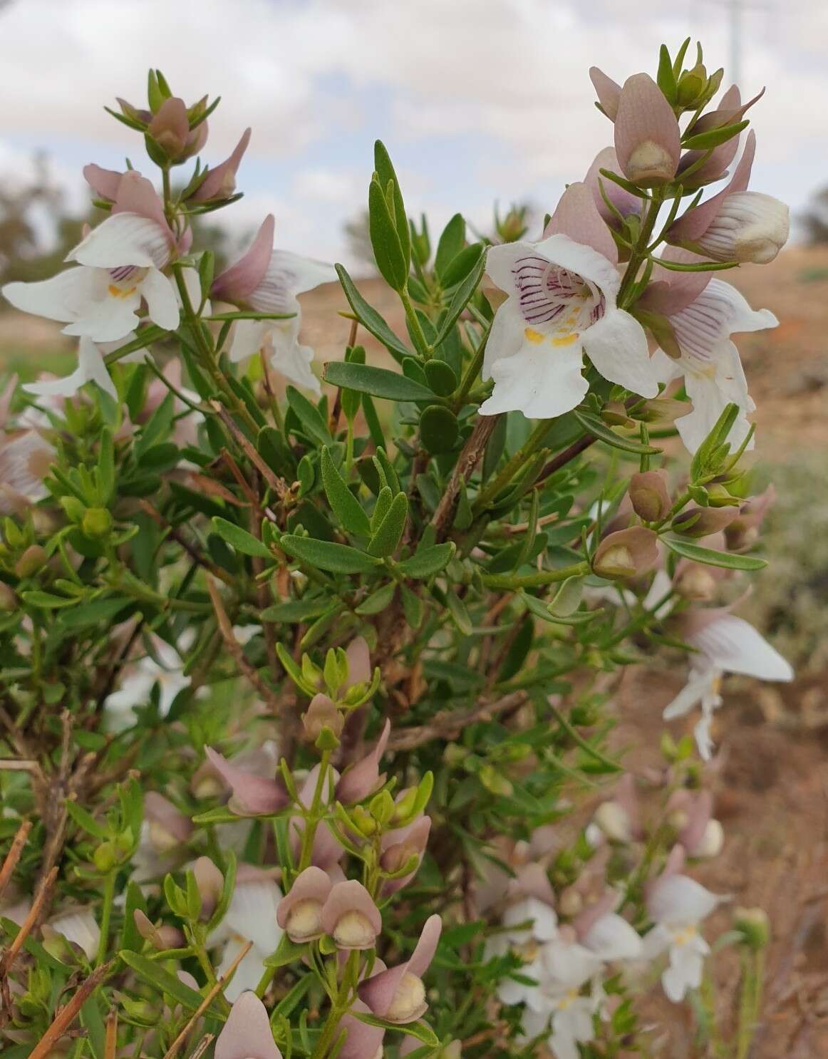 Imagem de Prostanthera striatiflora F. Muell.