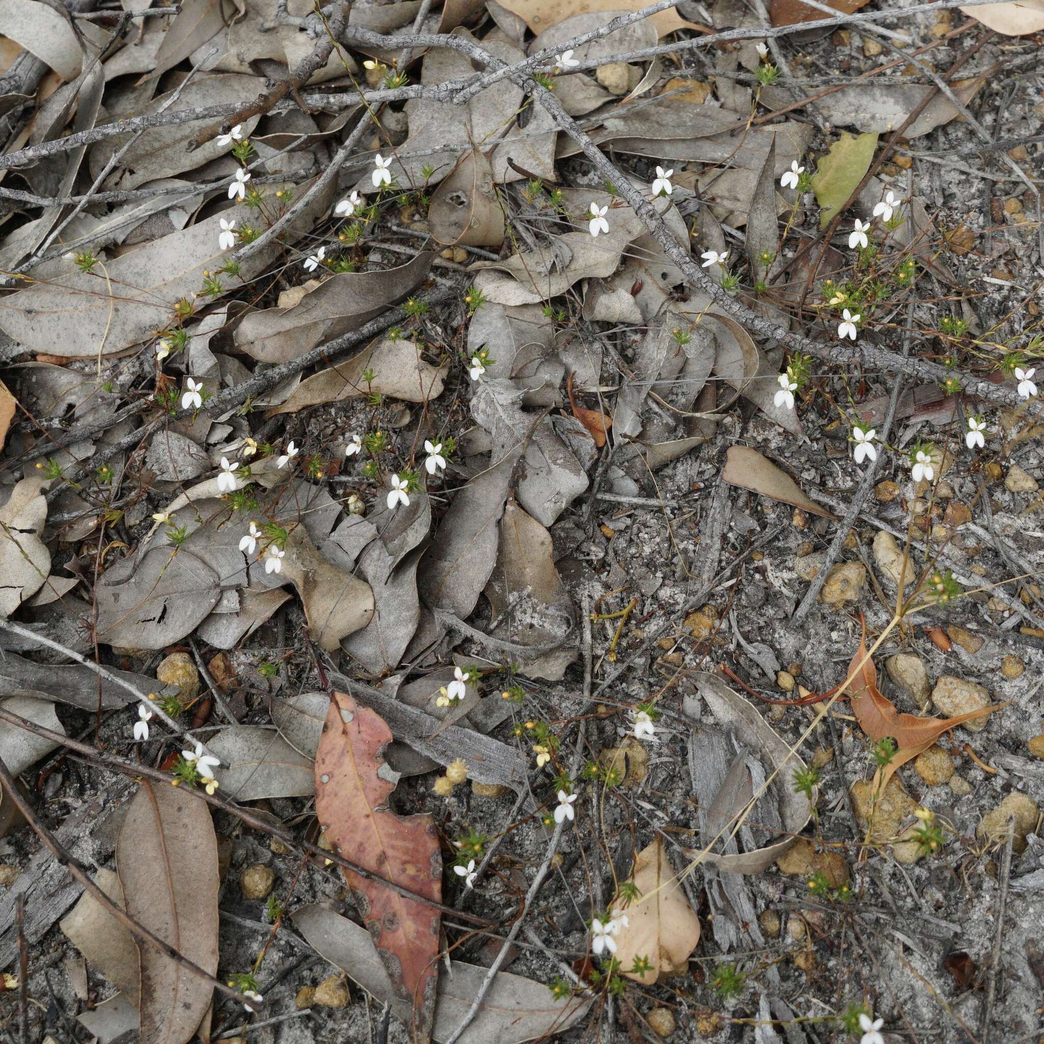 Image of Stylidium repens R. Br.