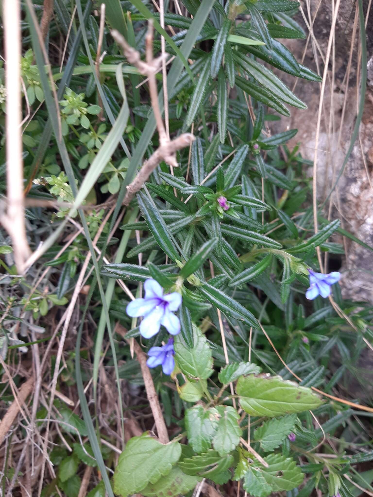 Plancia ëd Glandora rosmarinifolia (Ten.) D. C. Thomas