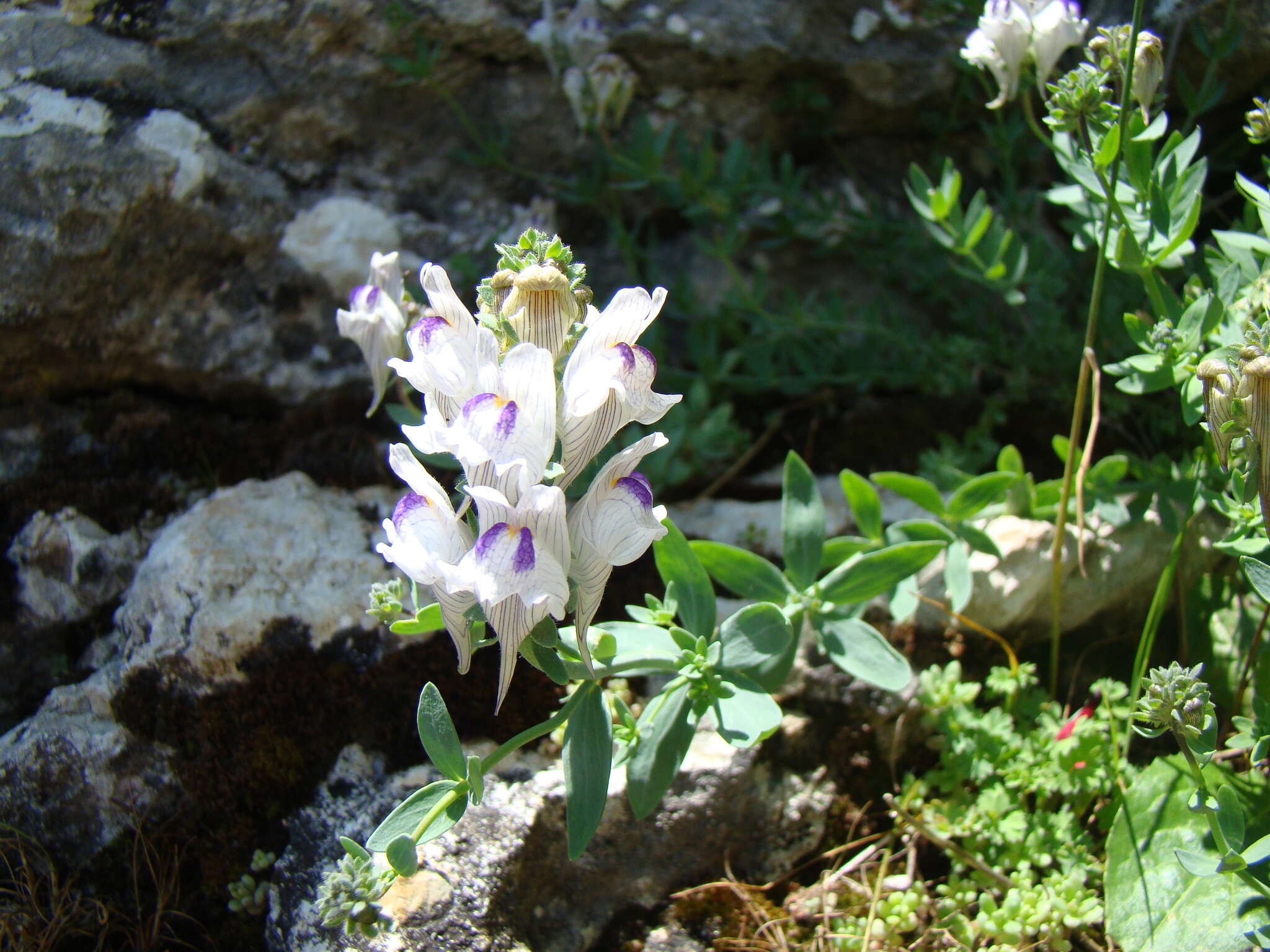 صورة Linaria verticillata subsp. anticaria (Boiss. & Reut.) L. Sáez & M. B. Crespo