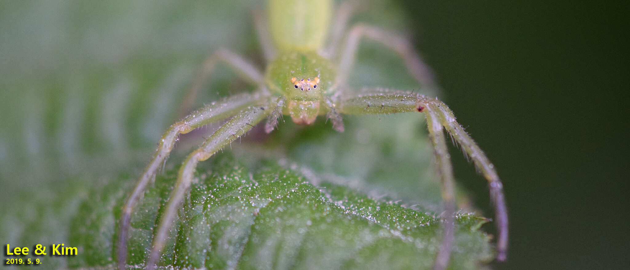 Imagem de Oxytate striatipes L. Koch 1878