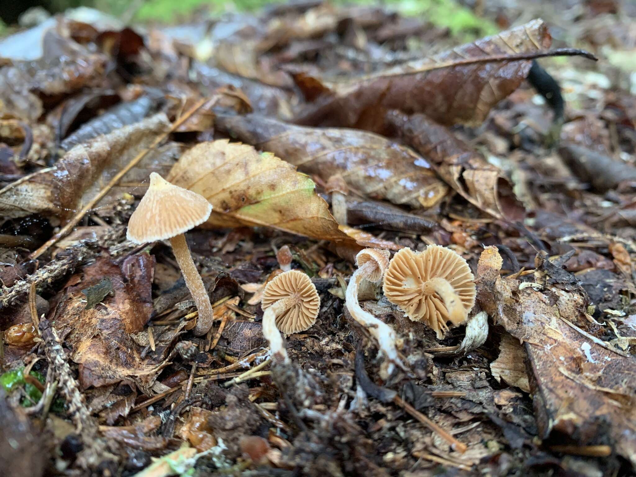 Image of Cortinarius acutus (Pers.) Fr. 1838