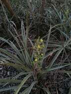 Bromelia palmeri Mez的圖片