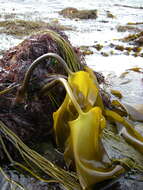 Image de Laminaria ochroleuca