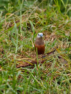 Image of Pale-headed Munia