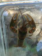 Imagem de Cambarus fasciatus Hobbs 1981