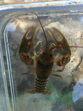 Image of Cambarus fasciatus Hobbs 1981