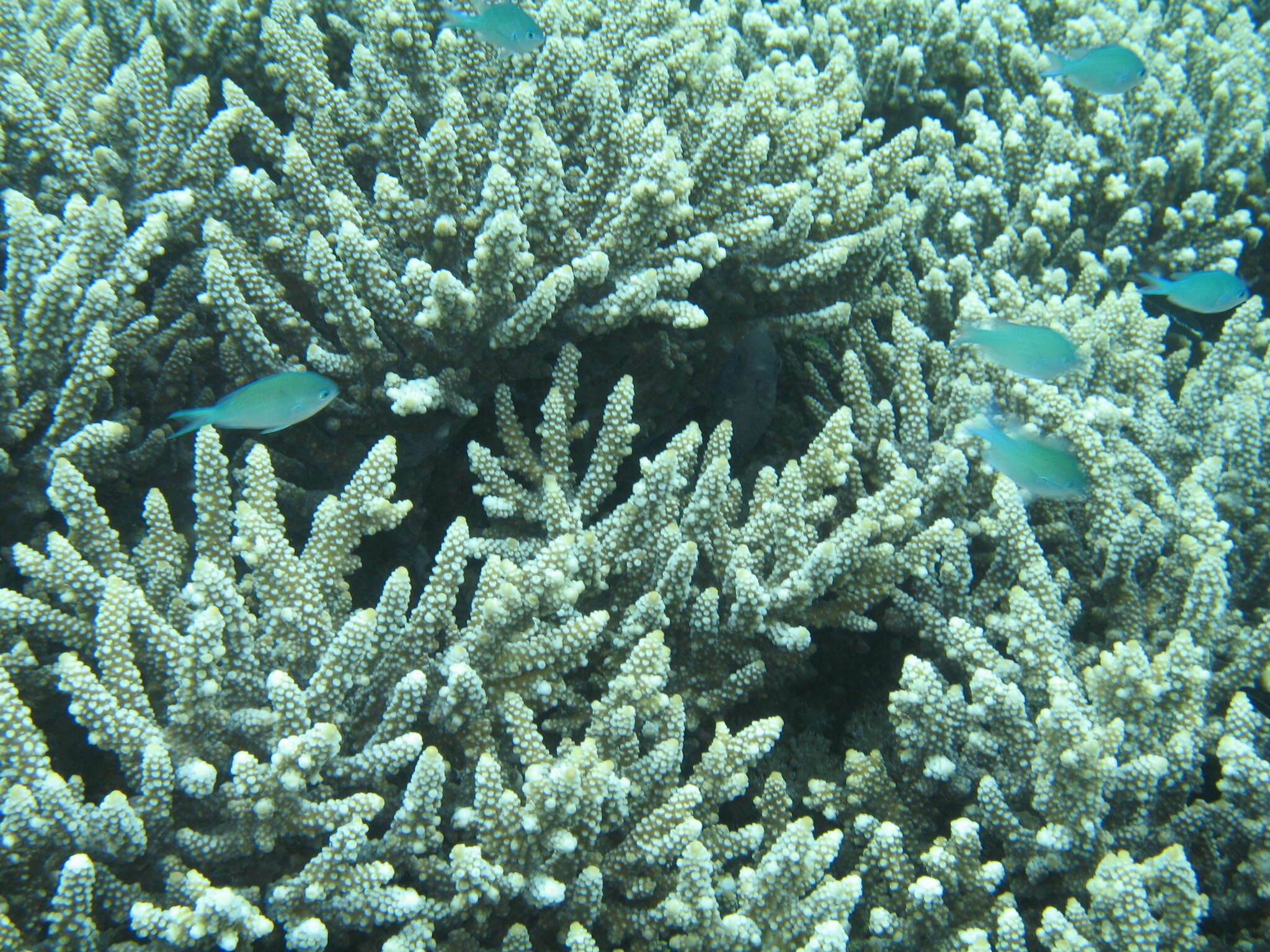 Image of Black-axil chromis