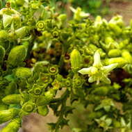 صورة Vangueria macrocalyx Sond.