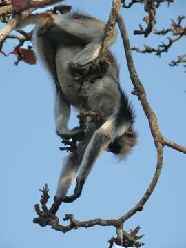 Plancia ëd Piliocolobus kirkii (Gray 1868)