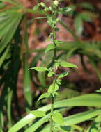 Image of Rayless Mock Goldenrod