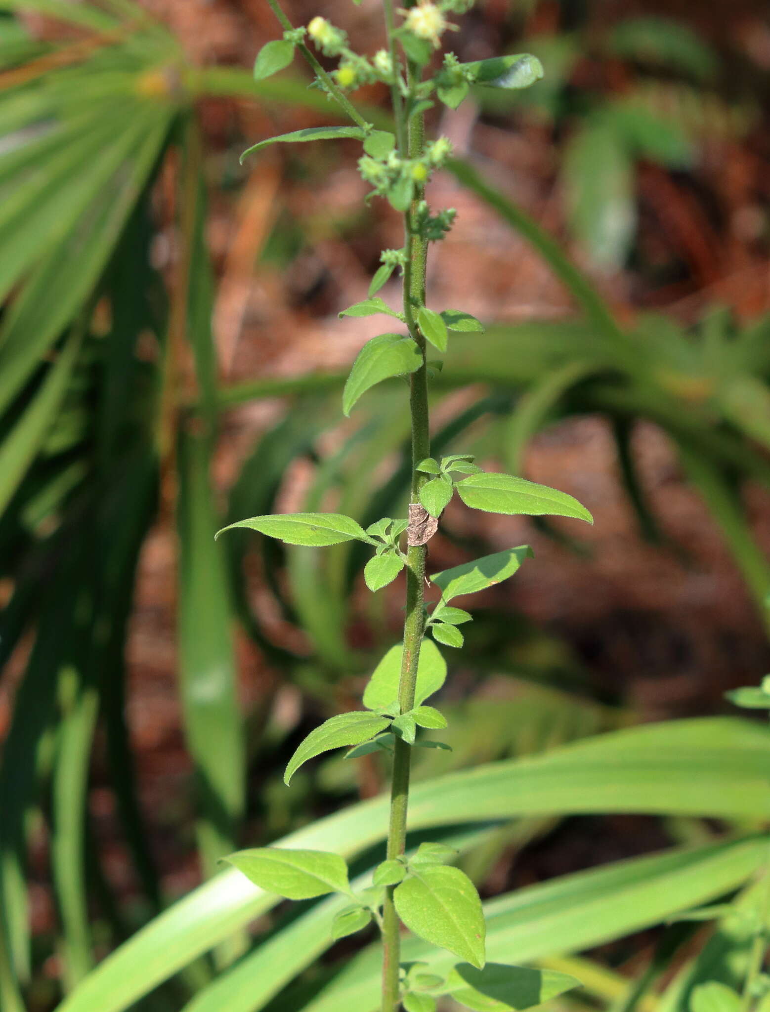 Image of Rayless Mock Goldenrod