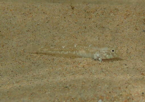 Image of Common Goby