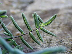 Image of smooth cliffbrake