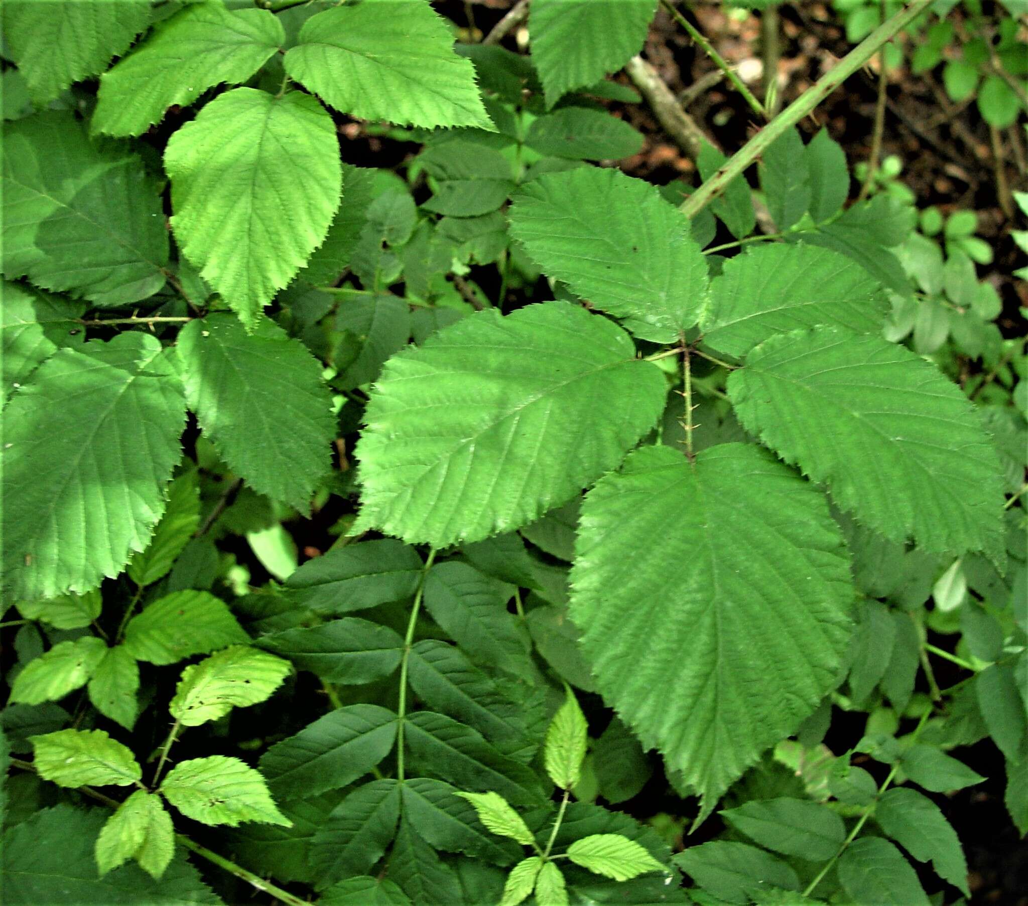 Sivun Rubus elegantispinosus (Schumacher) H. E. Weber kuva