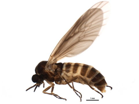 Image of <i>Axymyia furcata</i> Mc Atee 1921