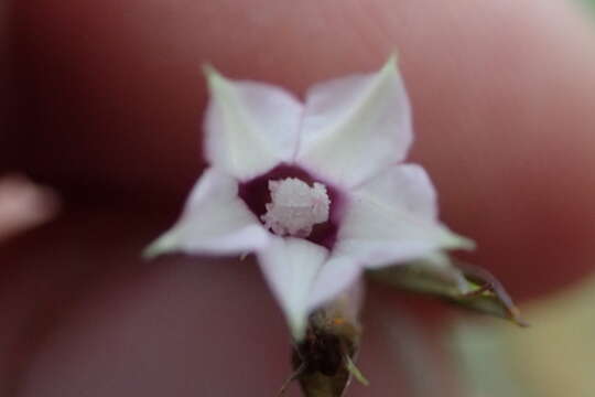 Image de Ipomoea leucantha Jacq.