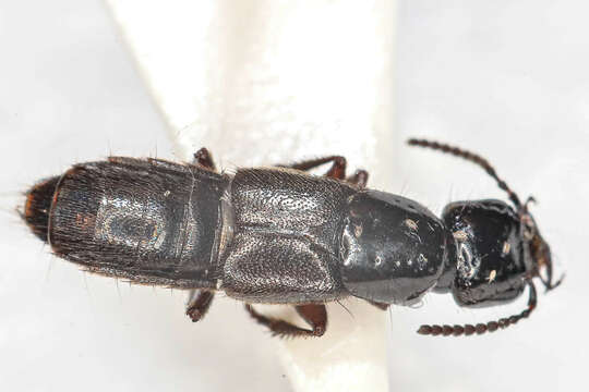 Image of Rove beetle