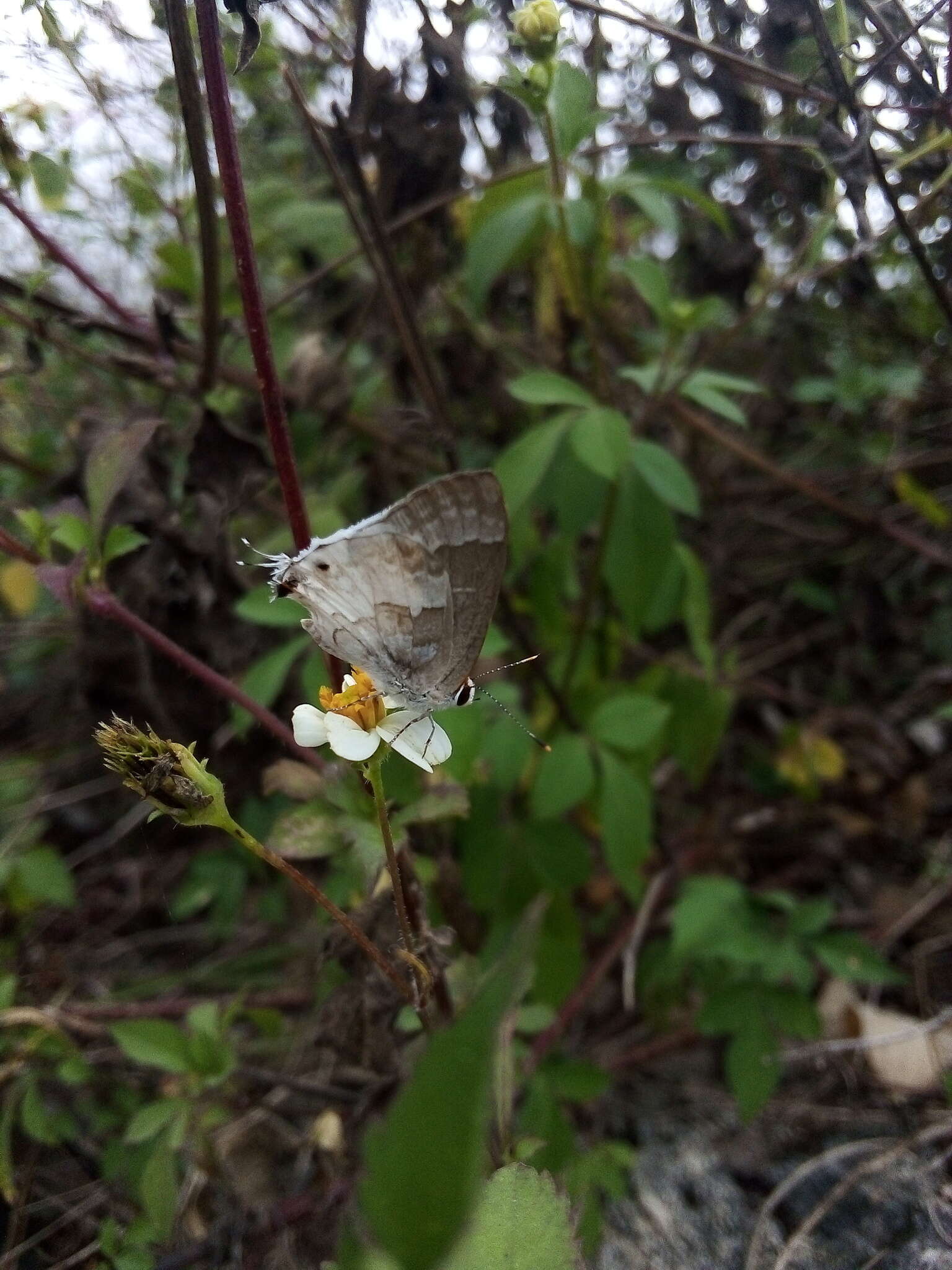 Image of White Scrub-Hairstreak