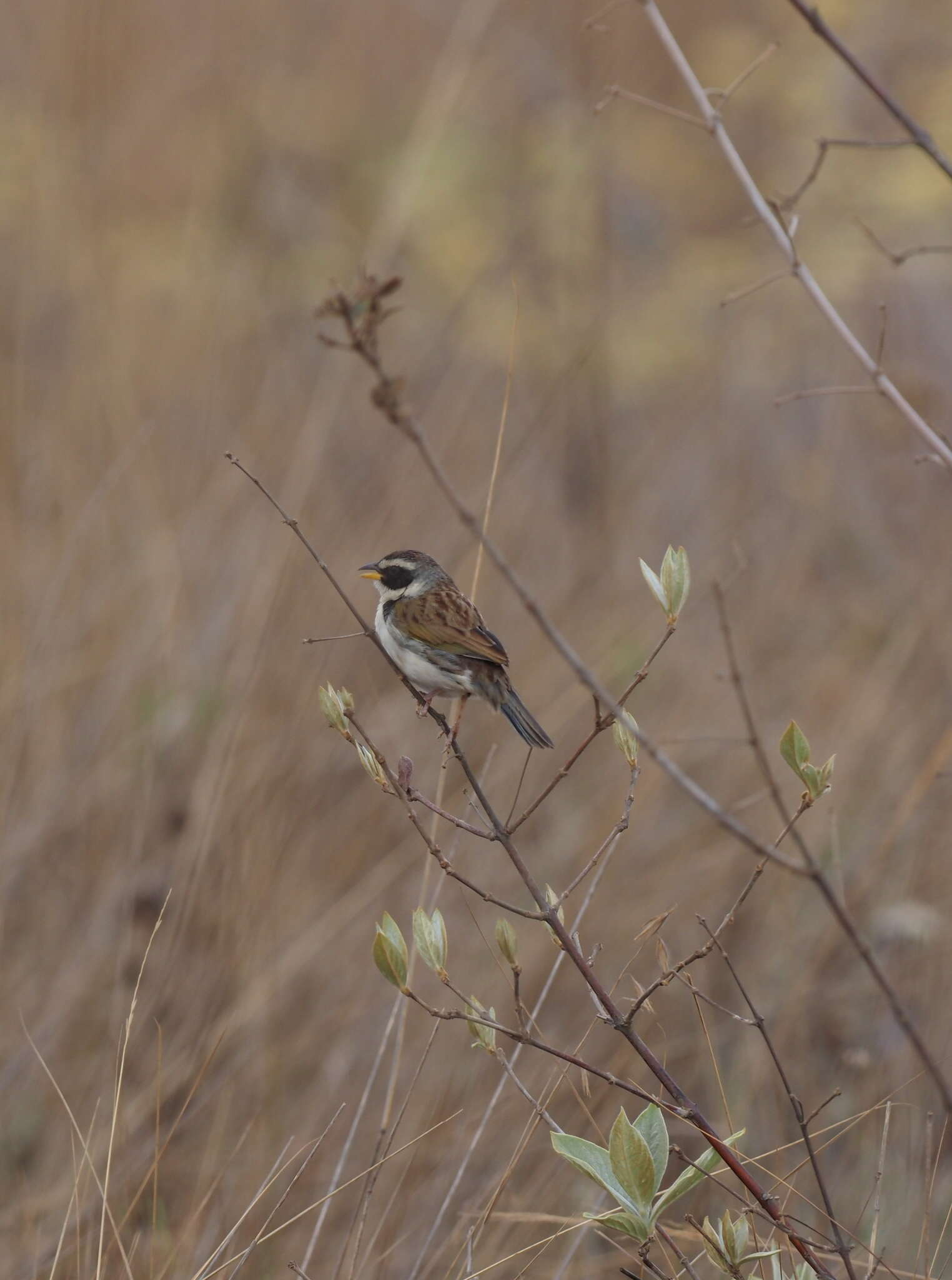 صورة Coryphaspiza Gray & GR 1840