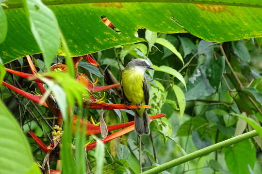 Image of Gray-capped Flycatcher