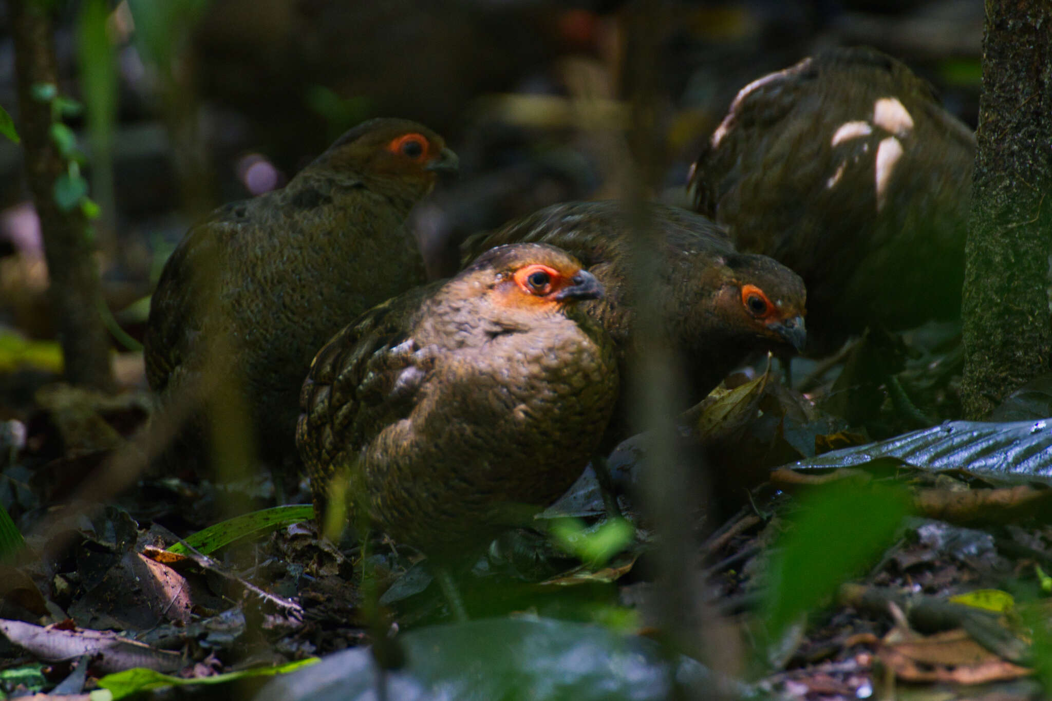 Image of Marbled Wood Quail