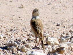 Imagem de Chersomanes albofasciata barlowi White & Cmn 1961