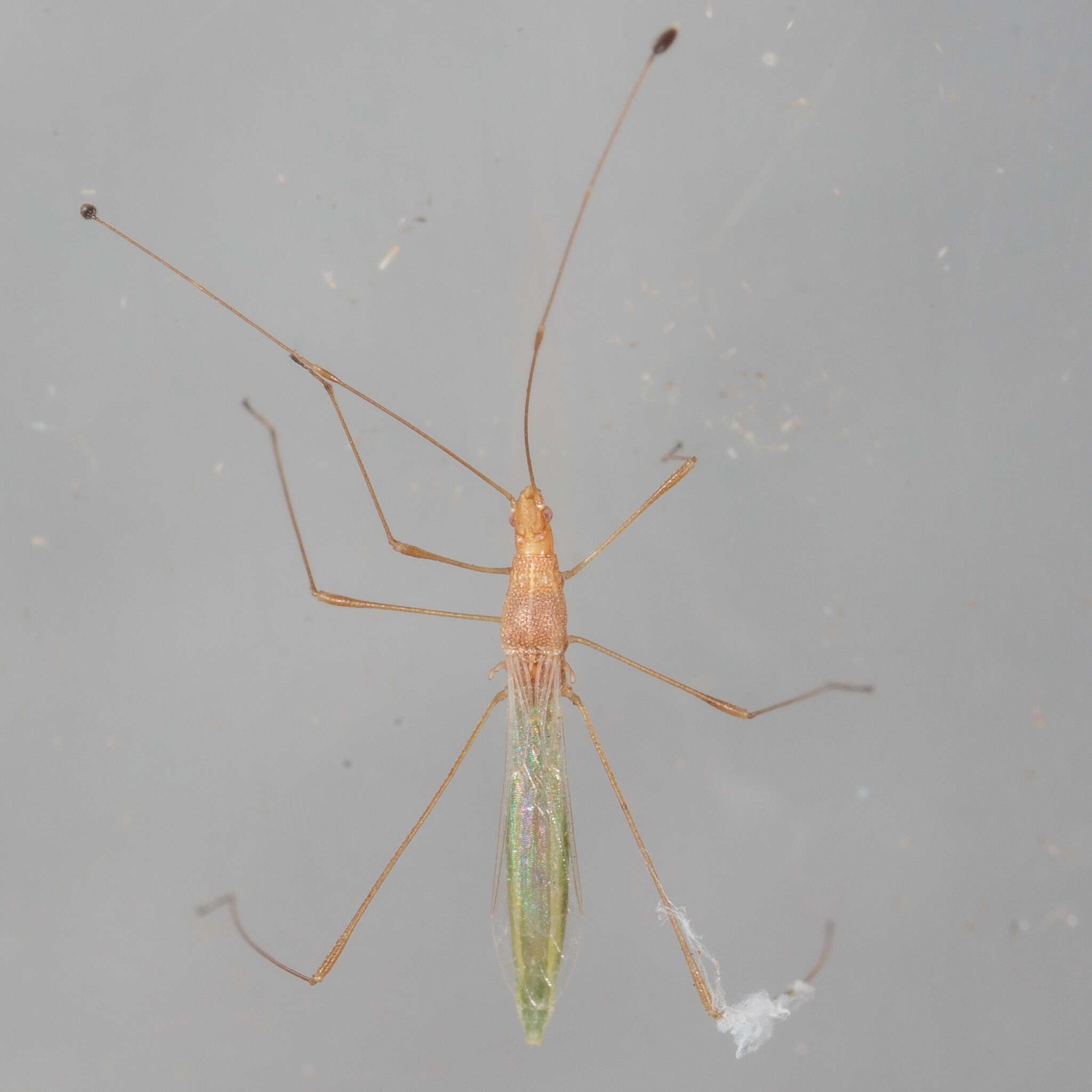 Image of Metacanthus (Metacanthus) multispinus (Ashmead 1887)