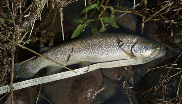 Image of Marbled trout