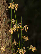 Image de Lomandra multiflora subsp. multiflora