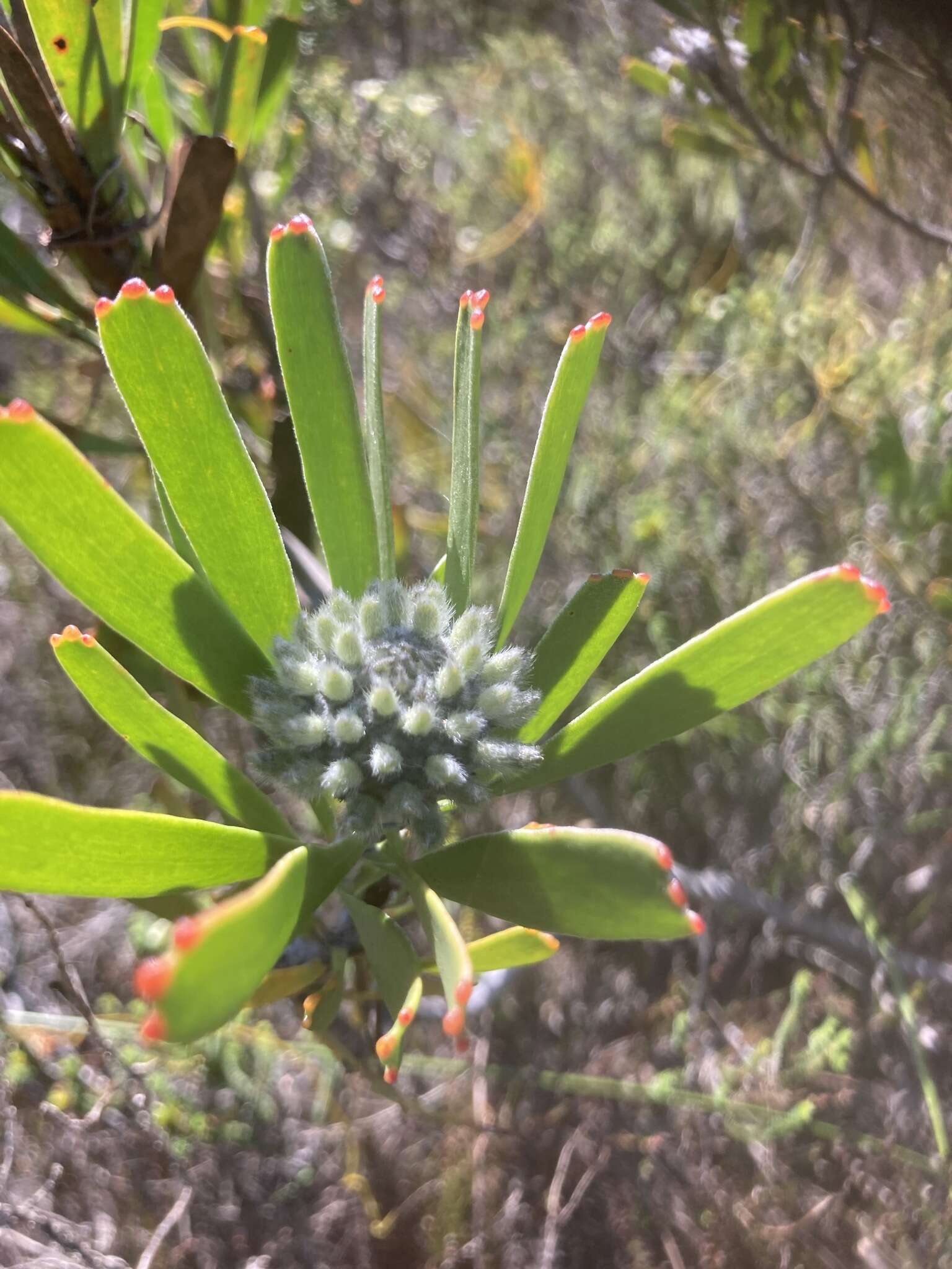 Image of Leucospermum truncatum (Buek ex Meissn.) Rourke