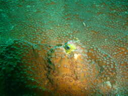Image of Midas coralblenny