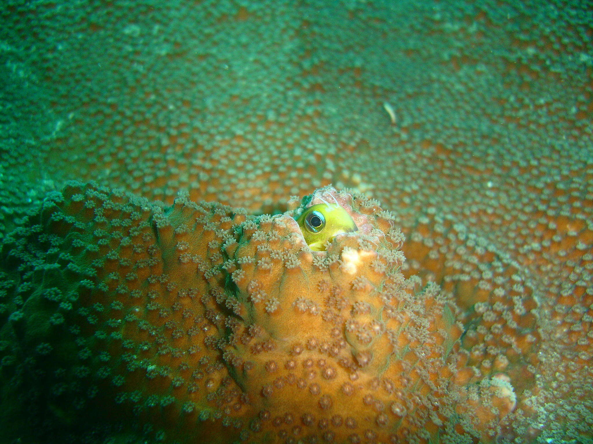 Image of Midas coralblenny