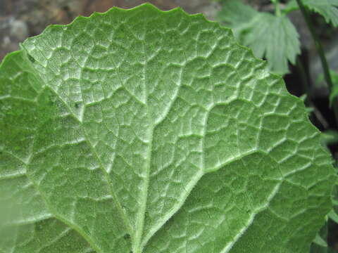 Plancia ëd Dolichorrhiza caucasica (M. Bieb.) Galushko