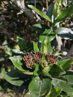 Ageratina pseudochilca (Benth.) R. King & H. Rob. resmi