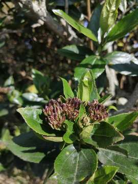 Image of Ageratina pseudochilca (Benth.) R. King & H. Rob.