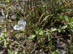 Слика од Mecardonia acuminata subsp. peninsularis (Pennell) R. A. Rossow