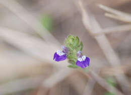 Image of Hygrophila serpyllum (Nees) T. Anderson