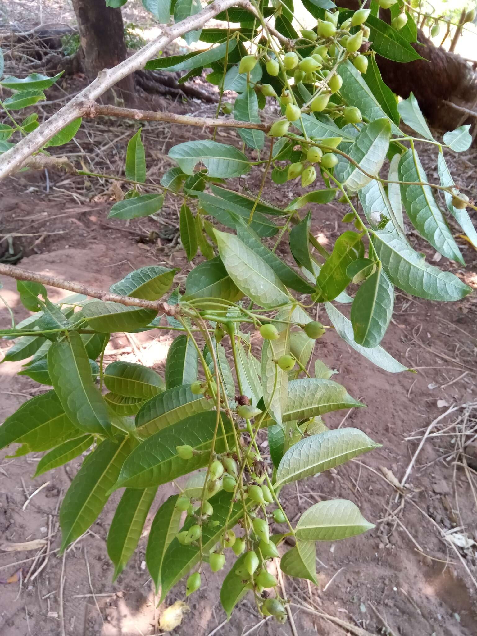 Sivun Commiphora tetramera Engl. kuva