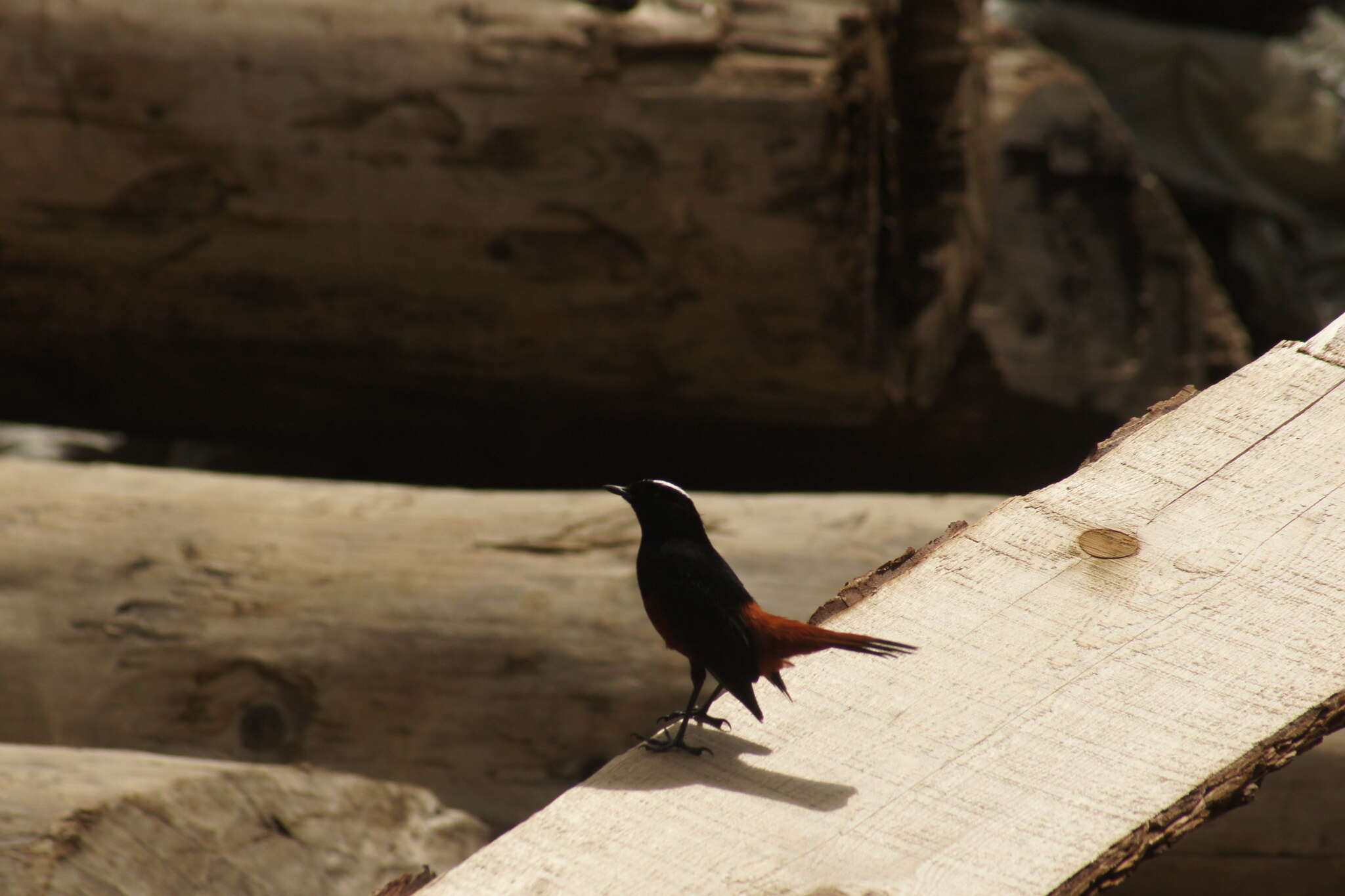 Image of White-capped Redstart