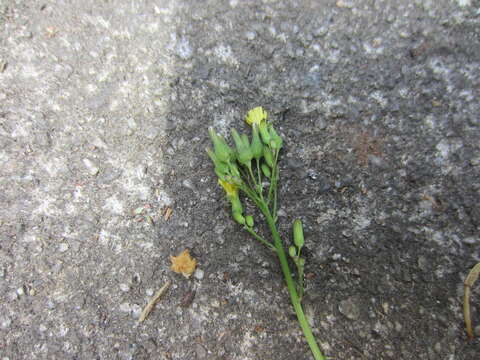 Image of tall false hawksbeard