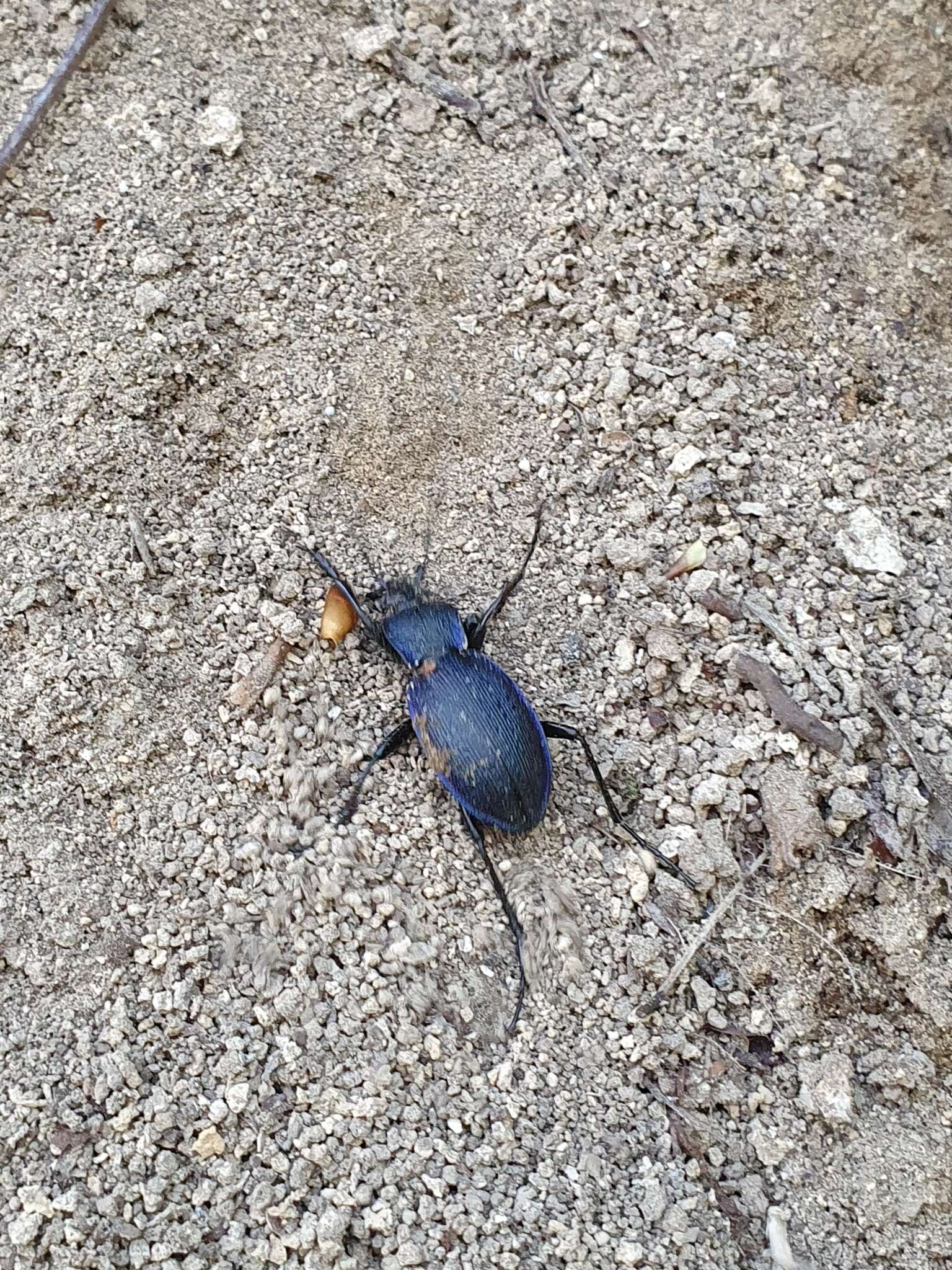 Слика од Nebria (Boreonebria) rufescens rufescens (Stroem 1768)