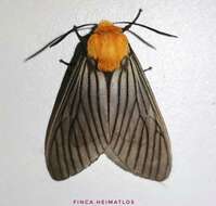 <i>Pseudischnocampa humosa</i> resmi