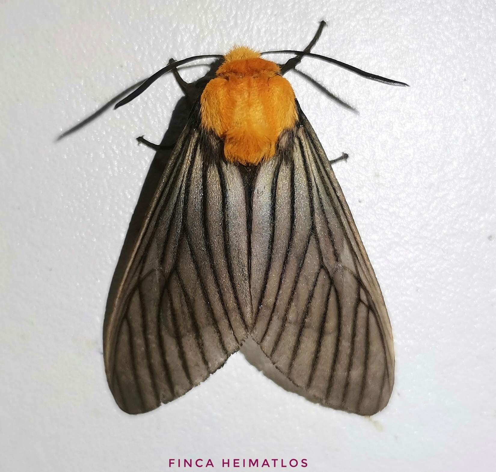 <i>Pseudischnocampa humosa</i> resmi