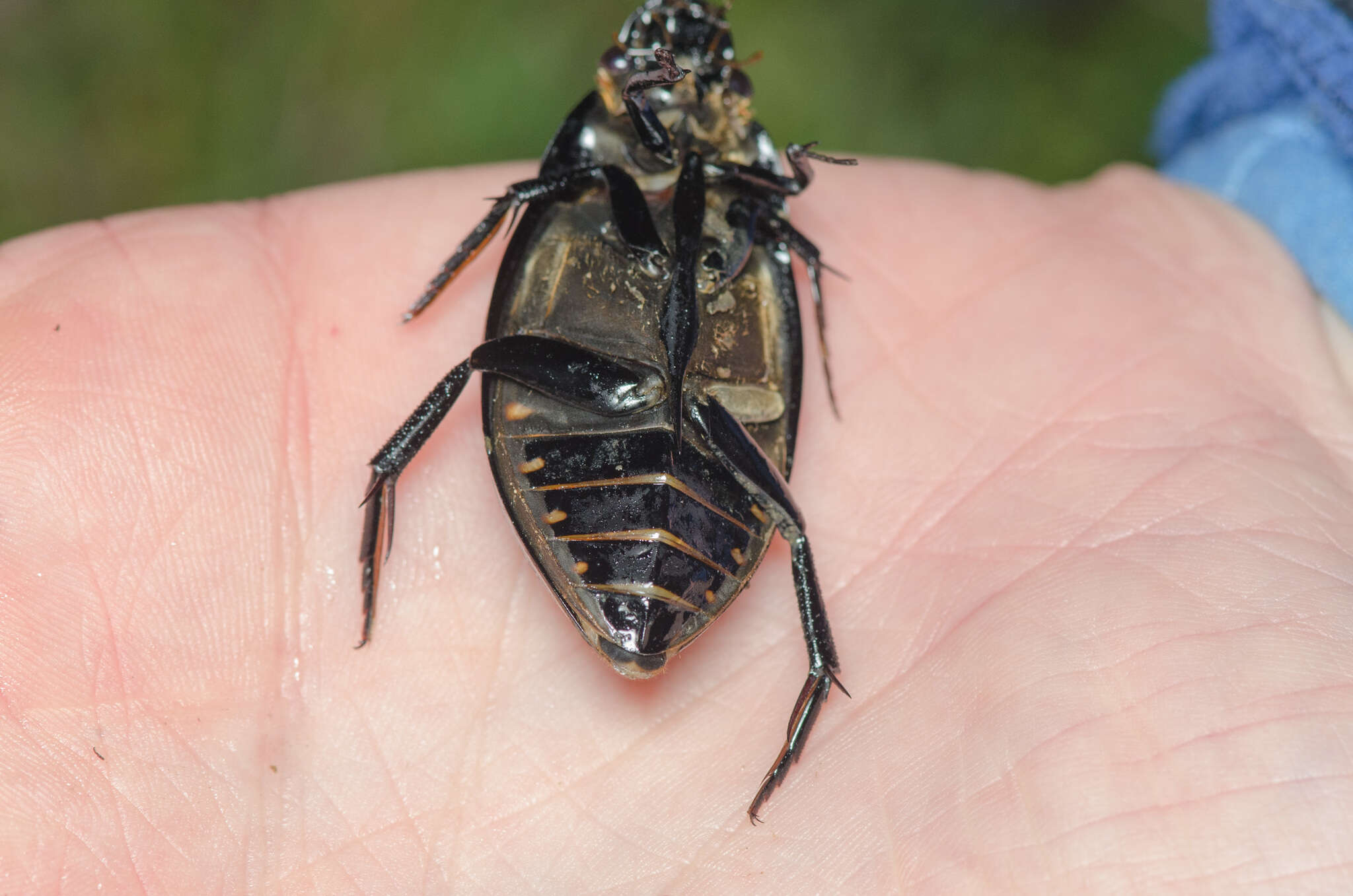 Image of Hydrophilus (Hydrophilus) pistaceus Laporte de Castelnau 1840