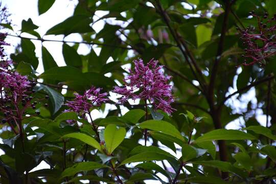 Image of shrubby fuchsia