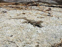 Image of Southern Sagebrush Lizard