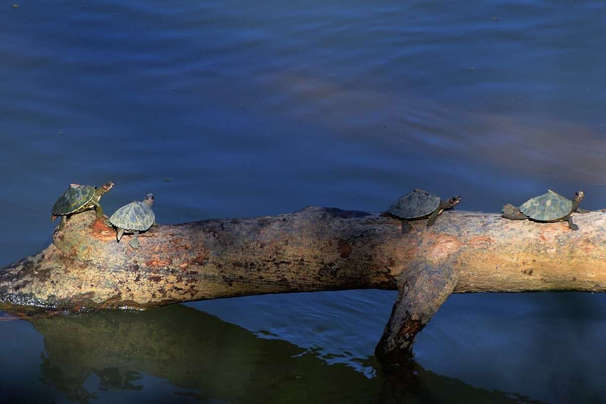 Image of Assam Roofed Turtle