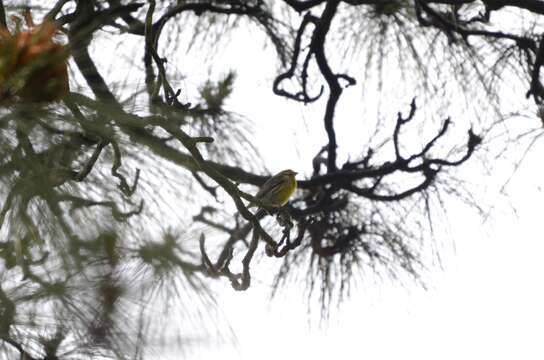 Image of Atlantic Canary